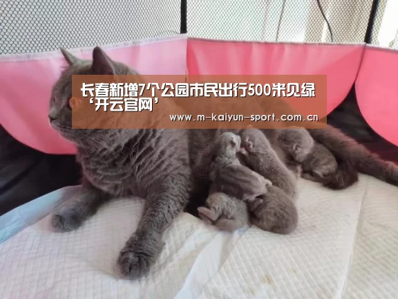开云